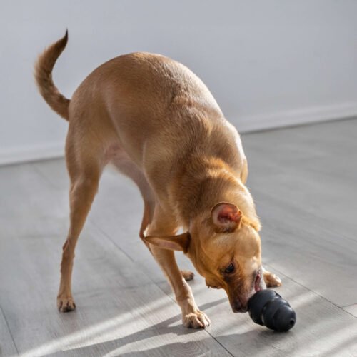 Perro jugando con KONG Extreme - foto lifestyle