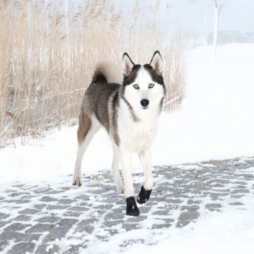 trixie-botas-protectoras-perro-adulto-botas-usadas-nieve264308file.jpeg Trixie Botas Protectoras Walker Active