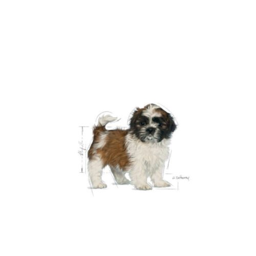 Royal Canin Shih Tzu Puppy