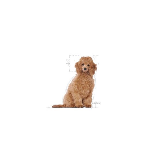 Royal Canin Poodle Puppy
