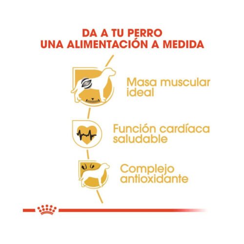 Royal Canin Boxer Adult