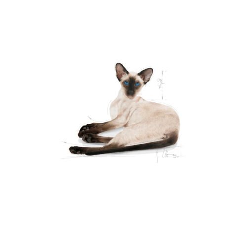 Royal Canin Siamese
