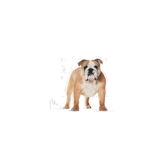 535347c75uI8file.jpeg Royal Canin Bulldog Adult