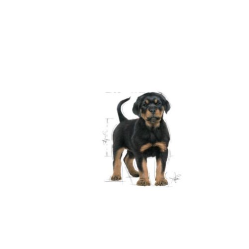 Royal Canin Rottweiler Puppy
