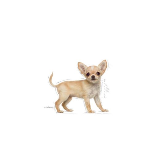 Royal Canin Chihuahua Puppy