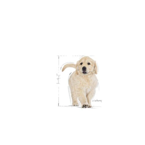 Royal Canin Golden Retriever Puppy