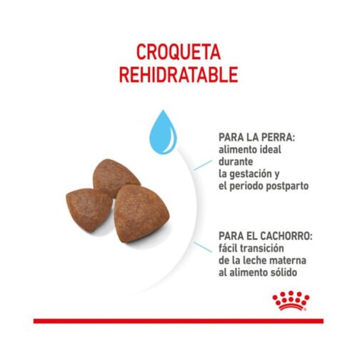 Royal Canin Medium Starter