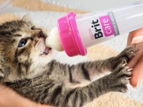 Gatito alimentado con biberón Brit Care