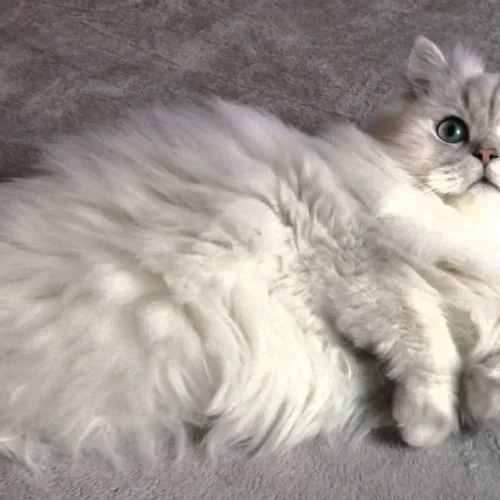 gato blanco recostado sobre superficie gris junto a aceite de salmon brit care