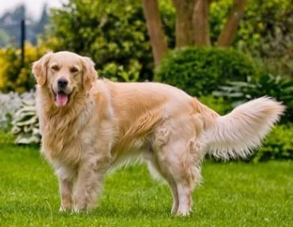 perro de raza golden retriever en césped junto a aceite de salmon brit care