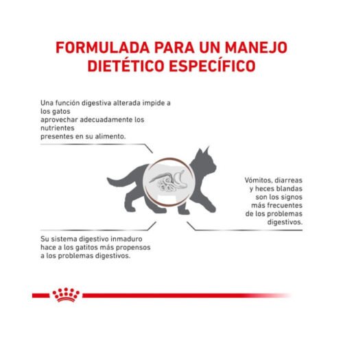 dibujo de gato con zona digestiva marcada y textos explicativos