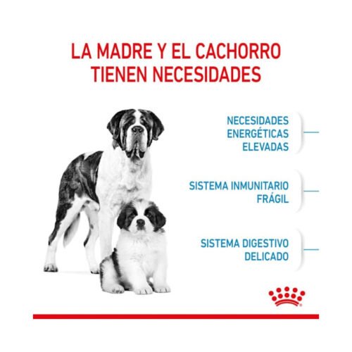 Croquetas Royal Canin Giant Starter en detalle