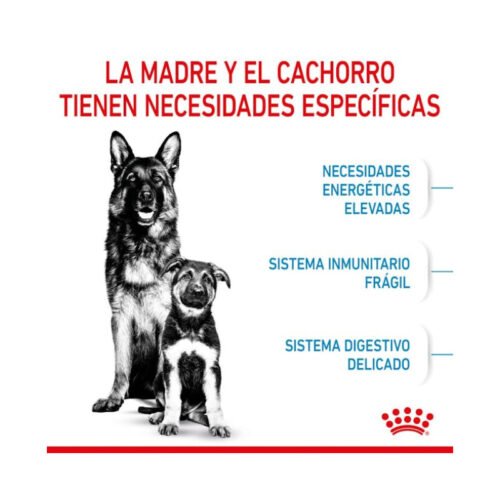 Royal Canin Maxi Starter envase completo