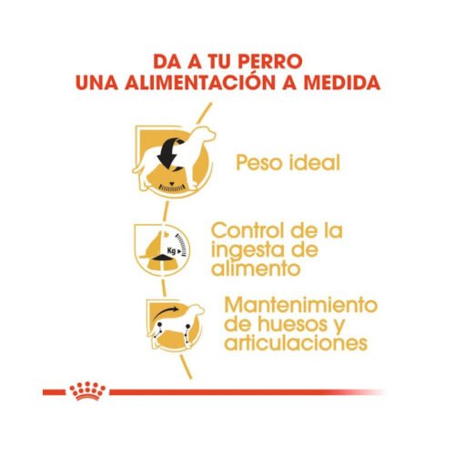 imagen informativa sobre beneficios del pienso Royal Canin Beagle Adult