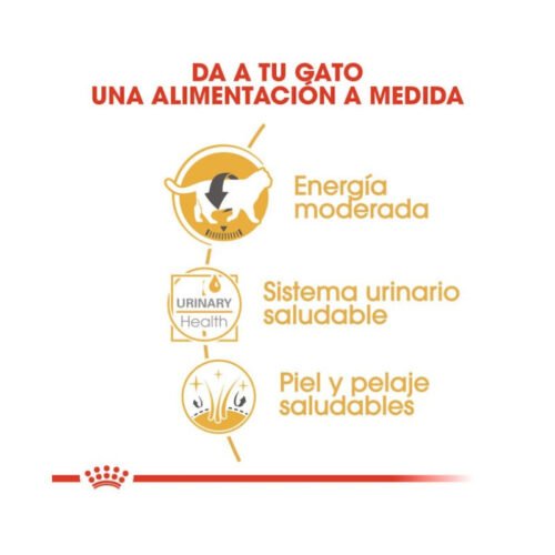 Imagen de los beneficios del alimento húmedo Royal Canin British Shorthair Adult