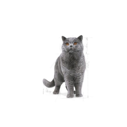 royal-canin-royal-canin-british-shorthair-adult-gato-adulto-facing Vista frontal alternativa Royal Canin British Shorthair Adult