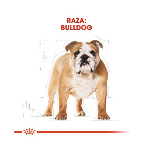 royal-canin-royal-canin-bulldog-adult-perro-adulto-beneficios imagen con los beneficios principales del pienso Royal Canin Bulldog Adult
