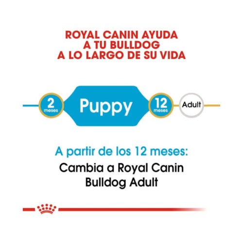 imagen de la etapa de crecimiento del Bulldog cachorro