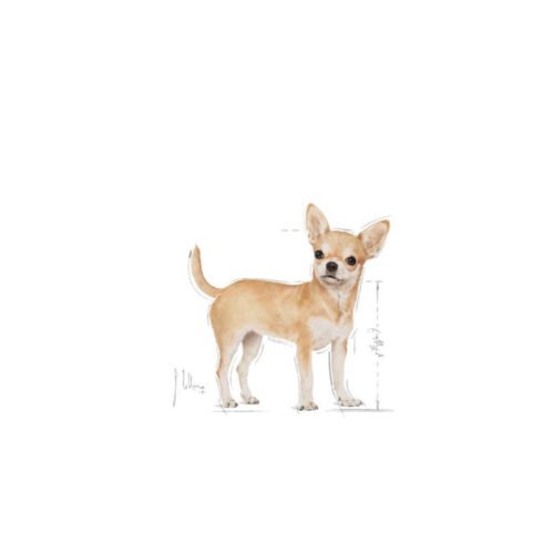 Imagen promocional Royal Canin Chihuahua Adult con un perro chihuahua adulto