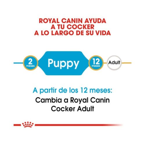 imagen de la etapa de crecimiento del cachorro Cocker