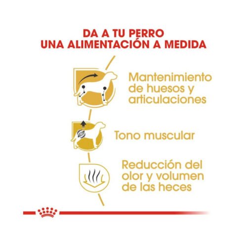 Beneficios principales del pienso Royal Canin Dachshund Adult