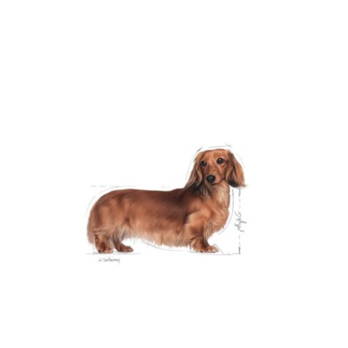 Imagen lateral del saco Royal Canin Dachshund Adult