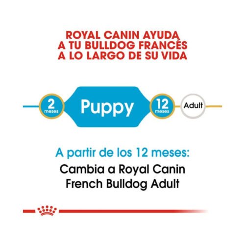 imagen de la etapa de crecimiento del Bulldog Francés cachorro