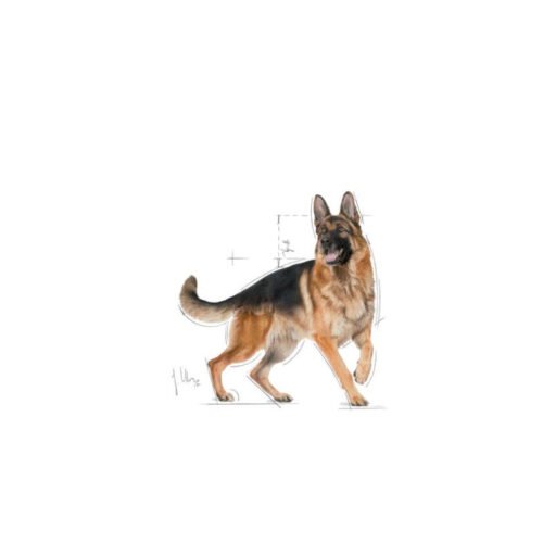 Royal Canin German Shepherd Adult saco lateral