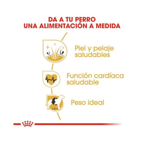 Royal Canin Golden Retriever Adult beneficios