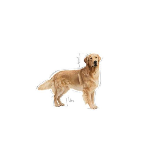 Royal Canin Golden Retriever Adult saco lateral