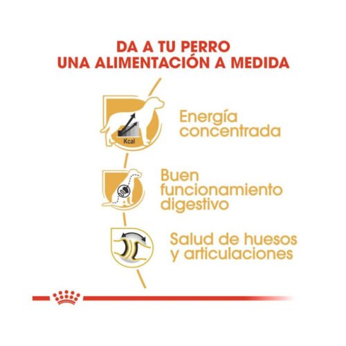 Beneficios Royal Canin Great Dane Adult