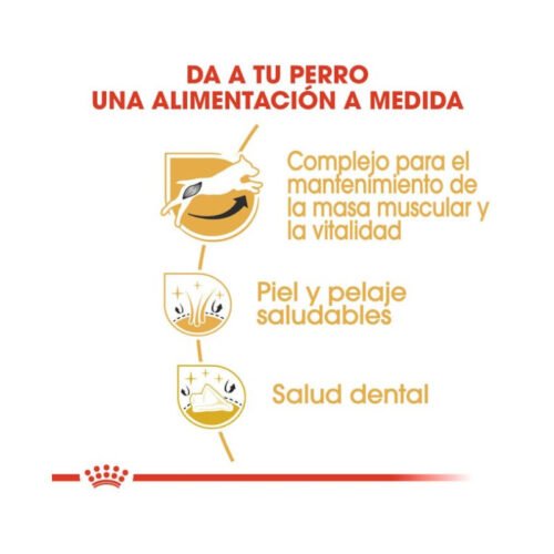 Royal Canin Jack Russell Terrier Adult beneficios principales