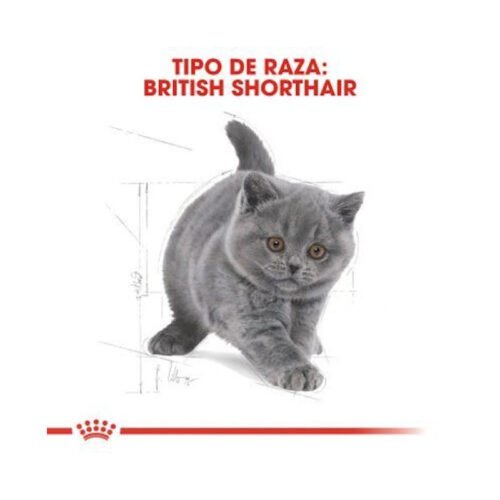 royal-canin-royal-canin-kitten-british-shorthair-gato-gatito-beneficios Beneficios nutricionales Royal Canin Kitten British Shorthair