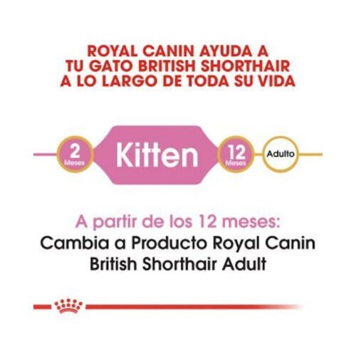 royal-canin-royal-canin-kitten-british-shorthair-gato-gatito-etapa Etapa de crecimiento Royal Canin Kitten British Shorthair