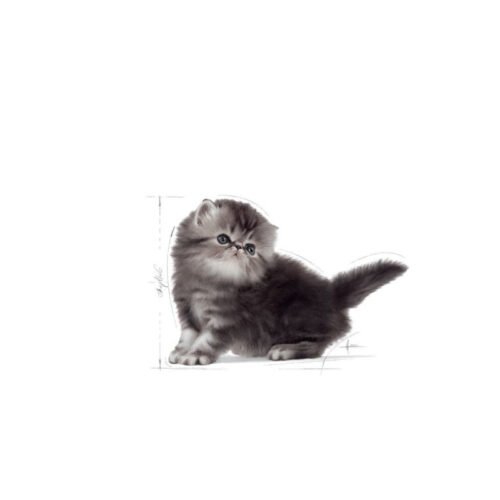 Royal Canin Kitten Persian envase terciario