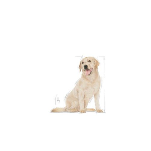 Royal Canin Labrador Retriever Adult 5+ croquetas