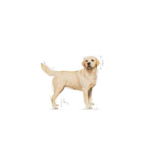 Royal Canin Labrador Retriever Adult saco lateral