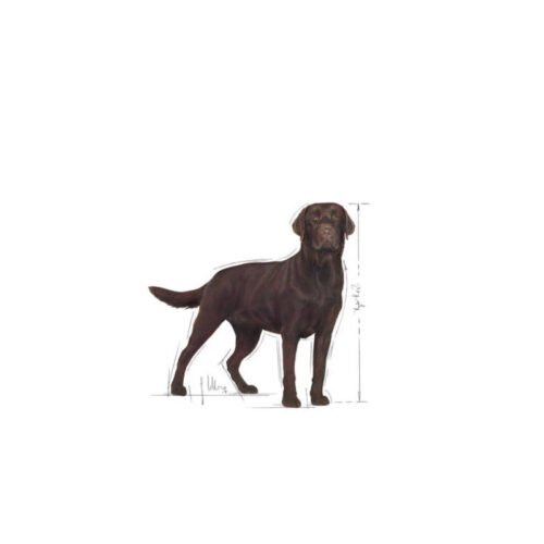 Royal Canin Labrador Retriever Adult Sterilised saco lateral