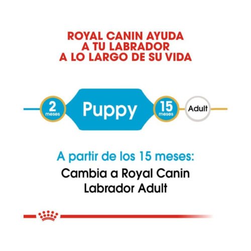 Royal Canin Labrador Retriever Puppy etapa de crecimiento