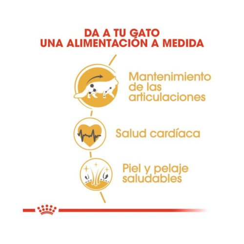 royal-canin-royal-canin-maine-coon-adult-gato-adulto-beneficios Beneficios nutricionales Royal Canin Maine Coon Adult