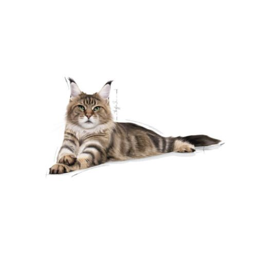 royal-canin-royal-canin-maine-coon-adult-gato-adulto-pack-detalle Detalle del envase Royal Canin Maine Coon Adult