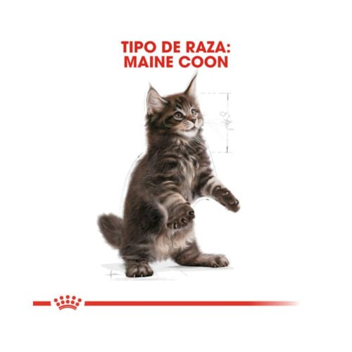 Royal Canin Maine Coon Kitten tabla de composición nutricional