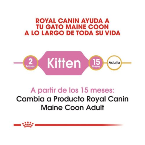 Royal Canin Maine Coon Kitten etapa de crecimiento del gatito
