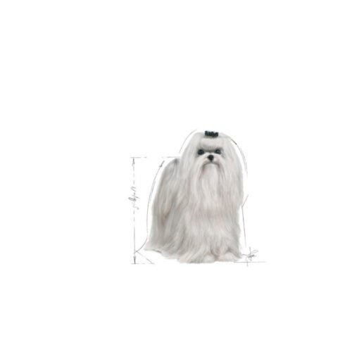 Royal Canin Maltese Adult parte posterior