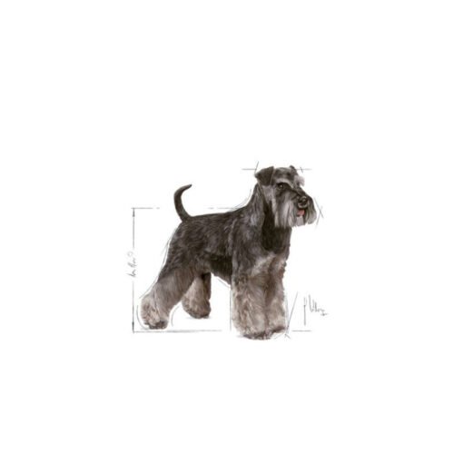 Imagen promocional Royal Canin Miniature Schnauzer Adult con un schnauzer miniatura adulto