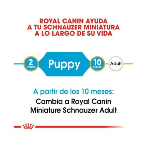 Imagen ilustrativa de la etapa de crecimiento del cachorro schnauzer miniatura