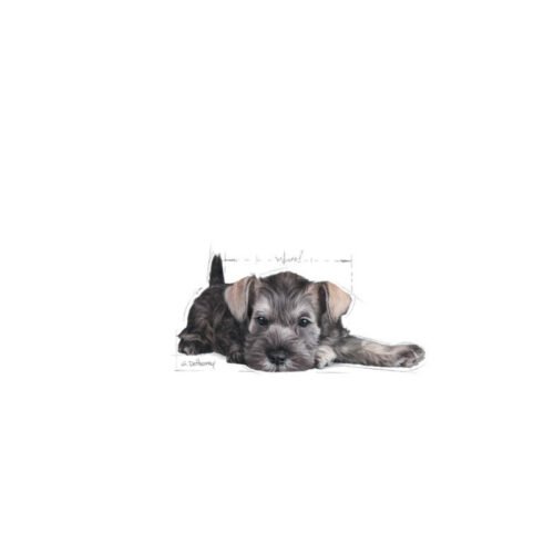 Imagen promocional Royal Canin Miniature Schnauzer Puppy con un cachorro schnauzer