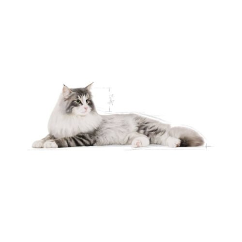royal-canin-royal-canin-norwegian-forest-cat-adult-gato-adulto-bottom Parte inferior del envase Royal Canin Norwegian Forest Cat Adult