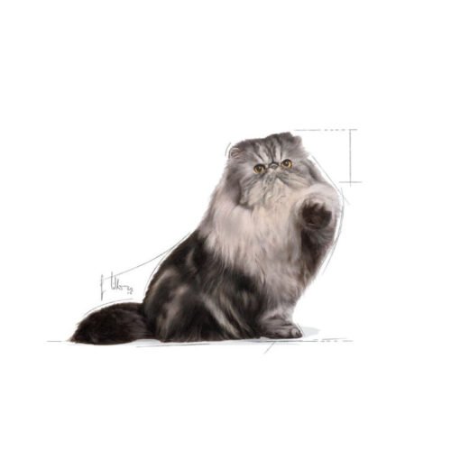 Detalle adicional Royal Canin Persian Adult húmedo