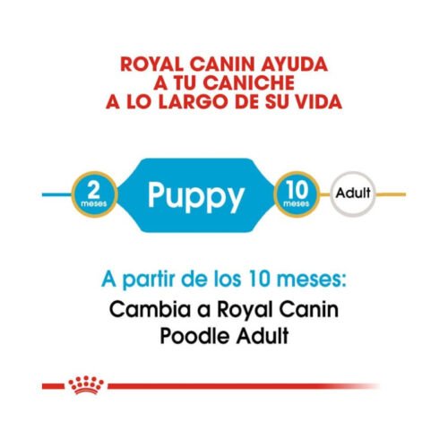 Etapa de crecimiento del caniche con Royal Canin Poodle Puppy
